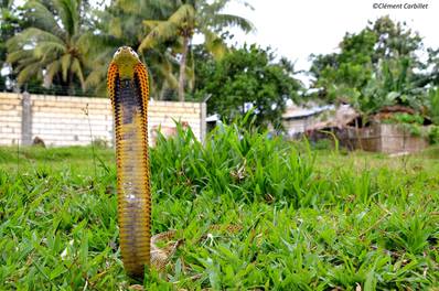 14902958_1496139050401686_5045404015145085161_o.jp