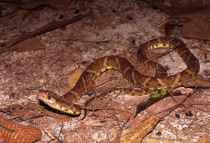 Bothrops_atrox02.jpg