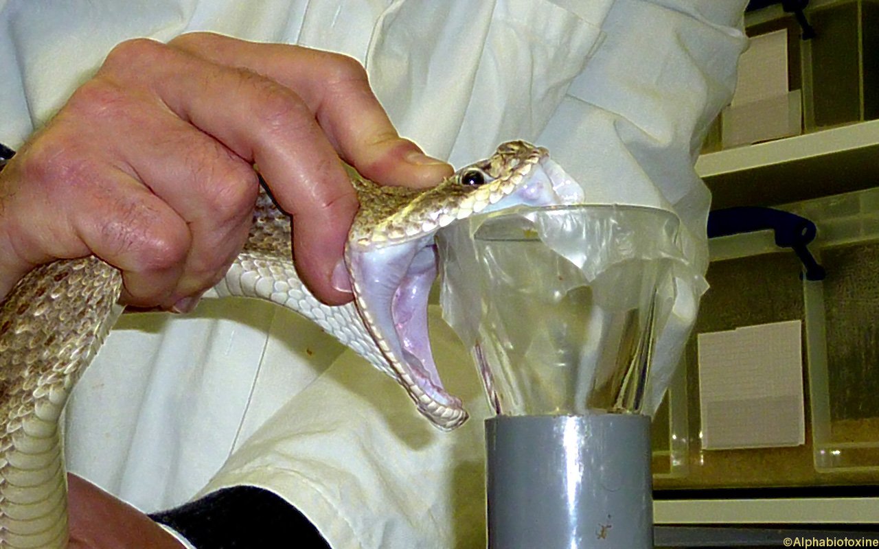Milking Crotalus atrox.jpg