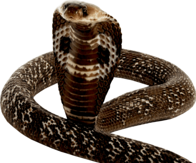 naja_naja.png